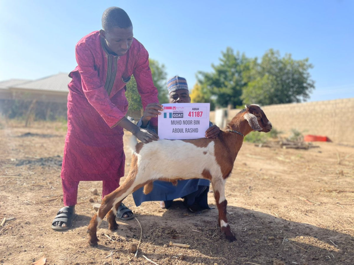 Nazar in Nigeria - Goat