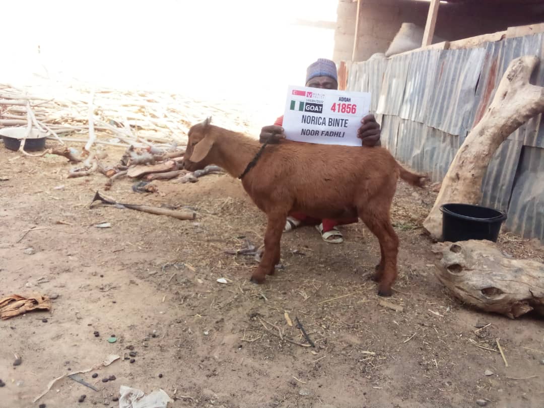Aqiqah in Nigeria - Goat