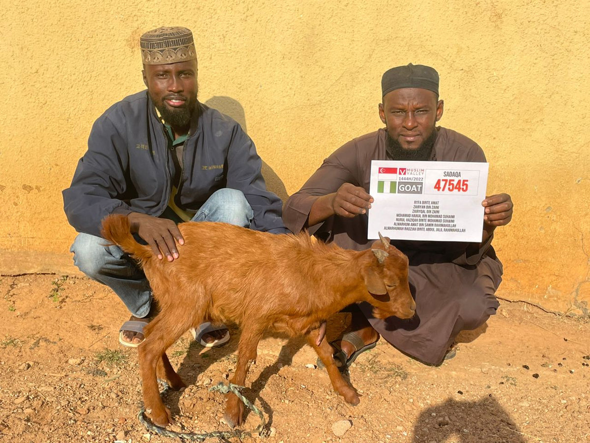 Nazar in Nigeria - Goat