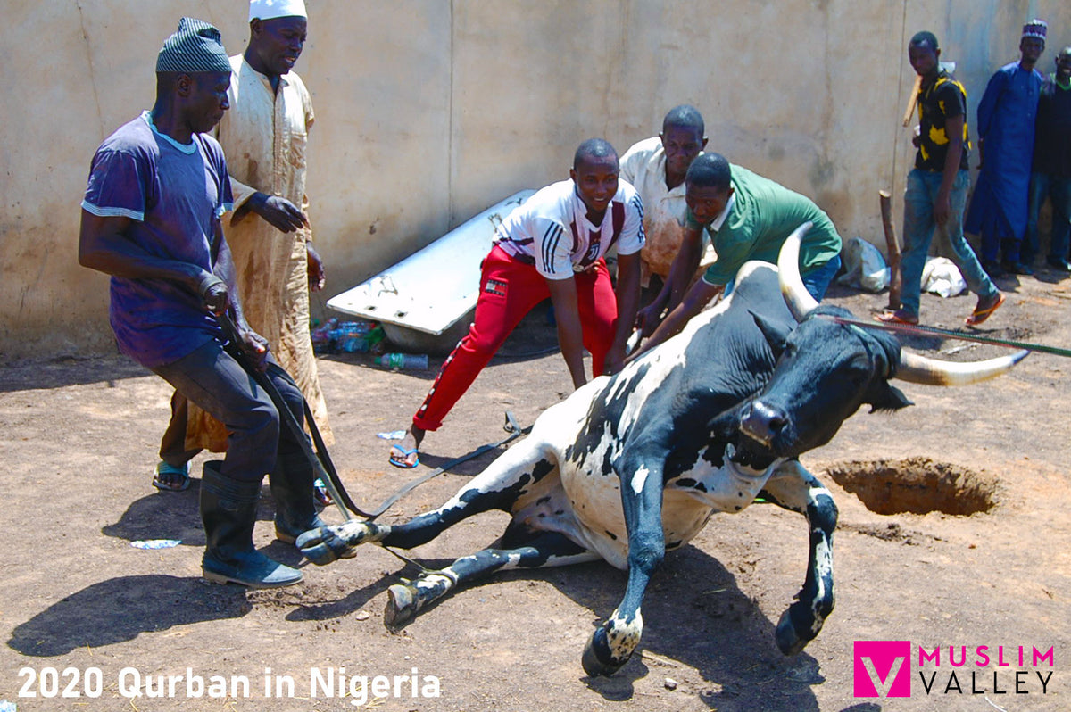 Qurban in Nigeria - Cow