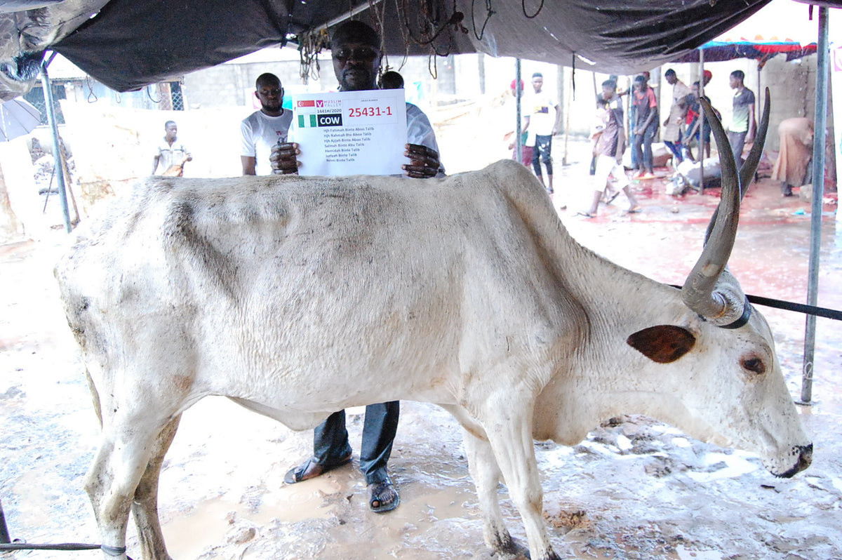 Qurban in Nigeria - Cow