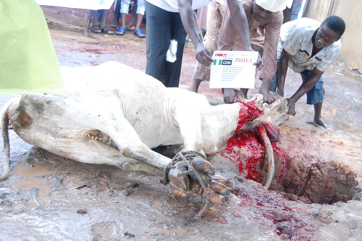 Qurban in Nigeria - Cow