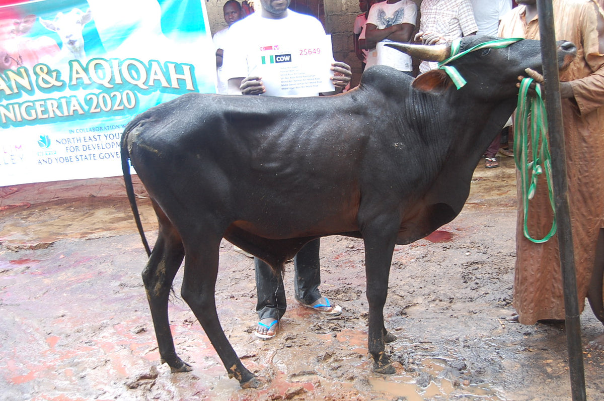 Qurban in Nigeria - Cow