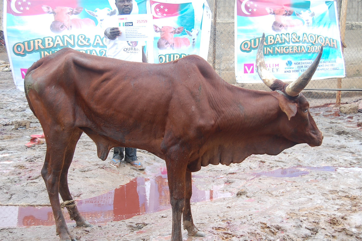 Qurban in Nigeria - Cow