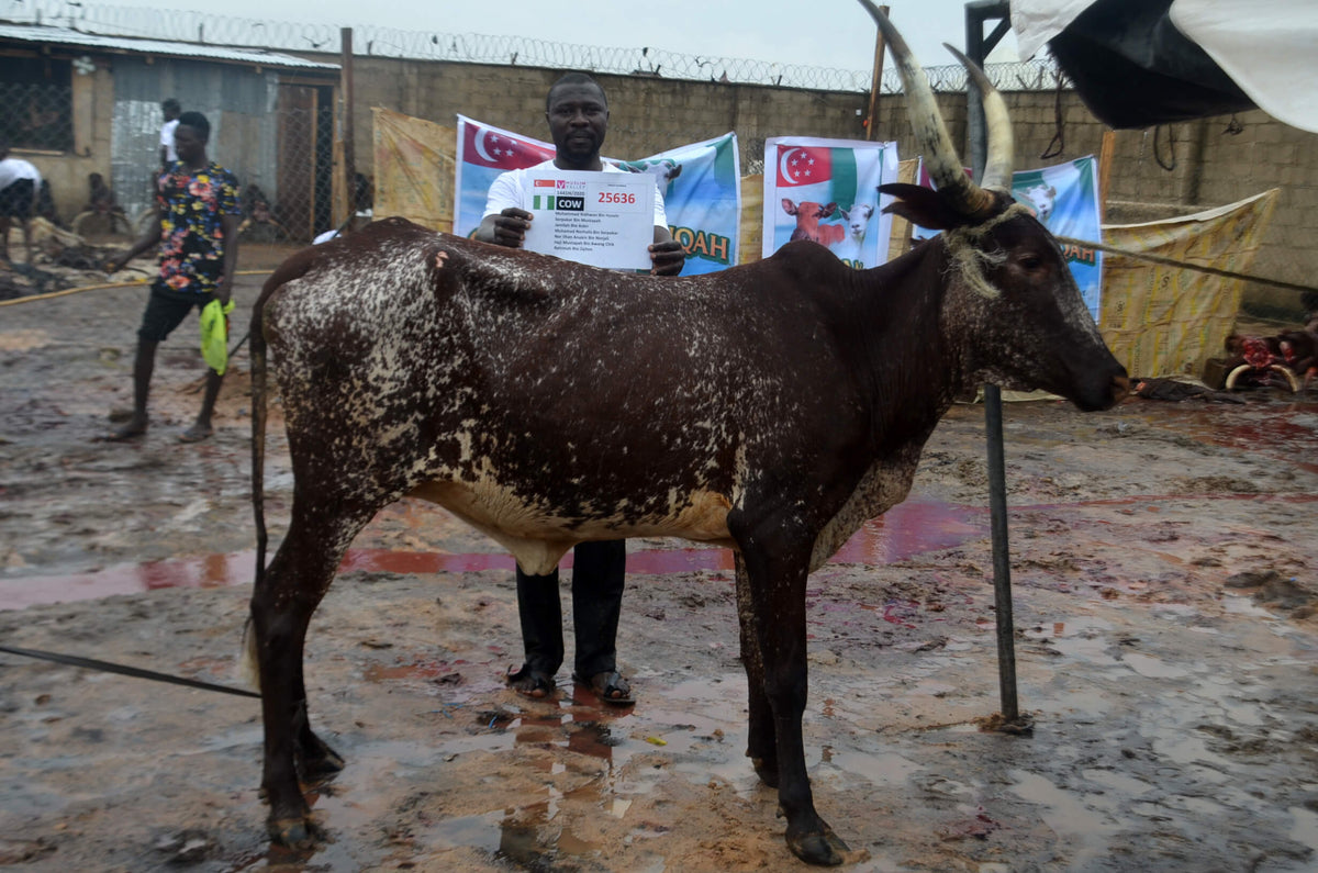 Qurban in Nigeria - Cow