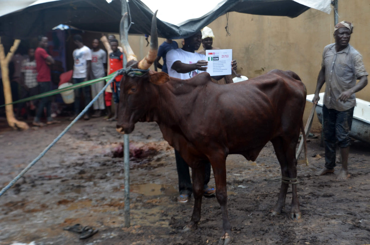 Qurban in Nigeria - Cow