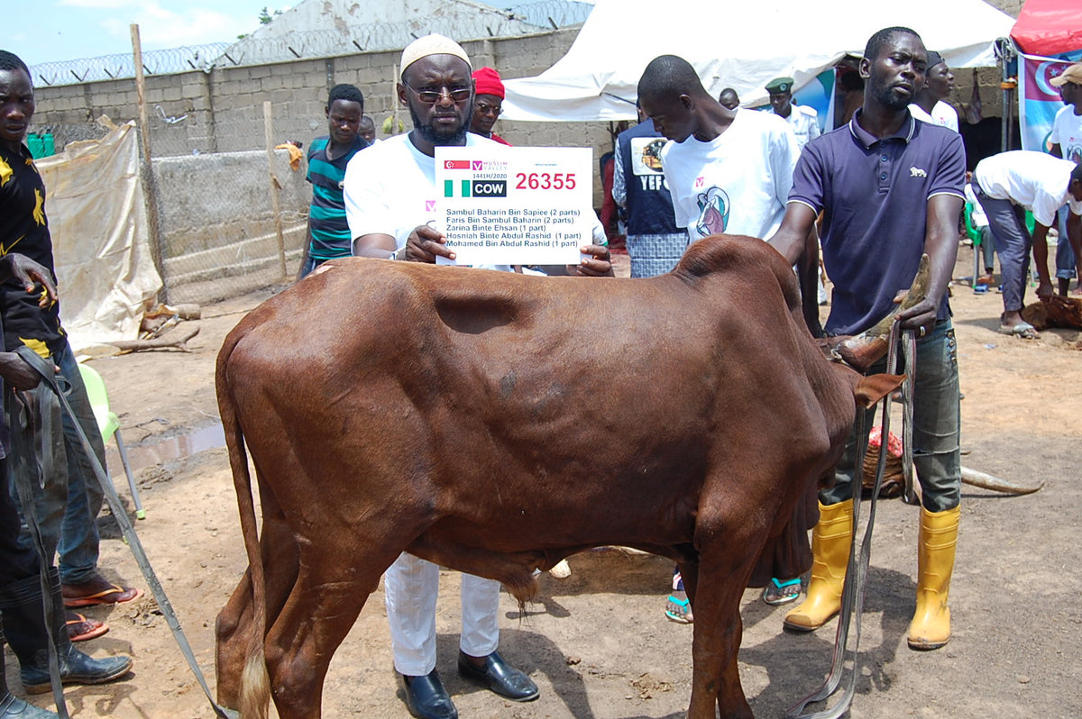 Qurban in Nigeria - Cow