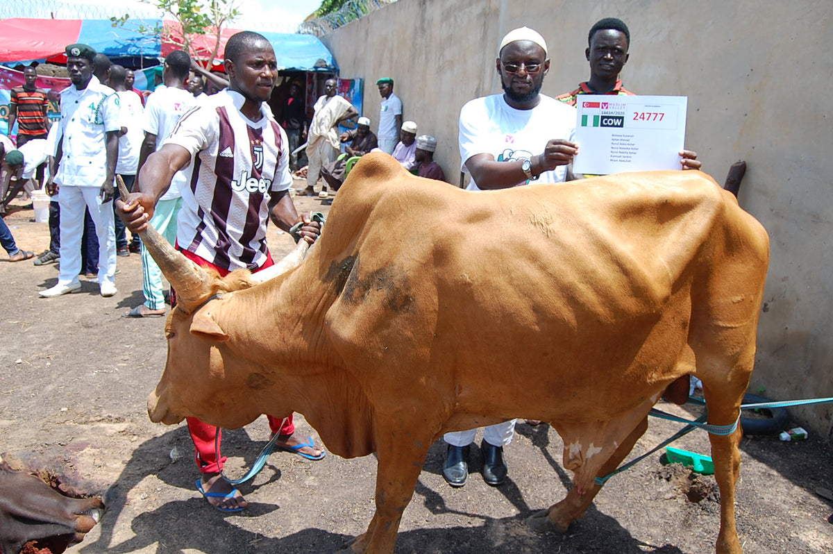 Qurban in Nigeria - Cow