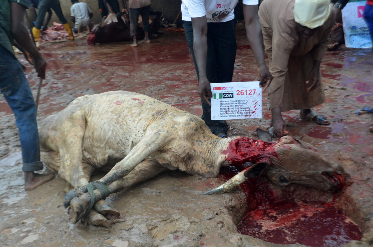 Qurban in Nigeria - Cow
