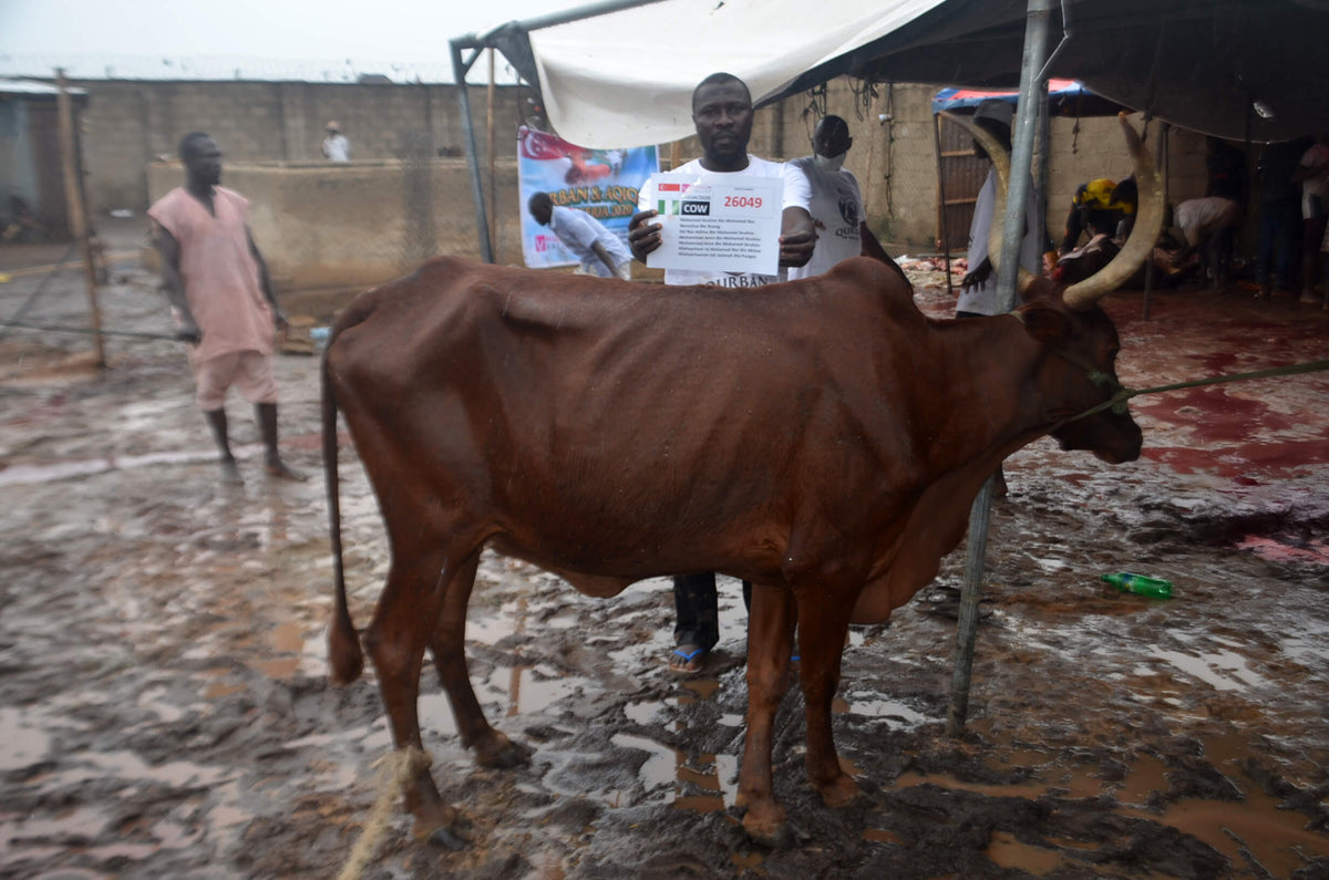 Qurban in Nigeria - Cow