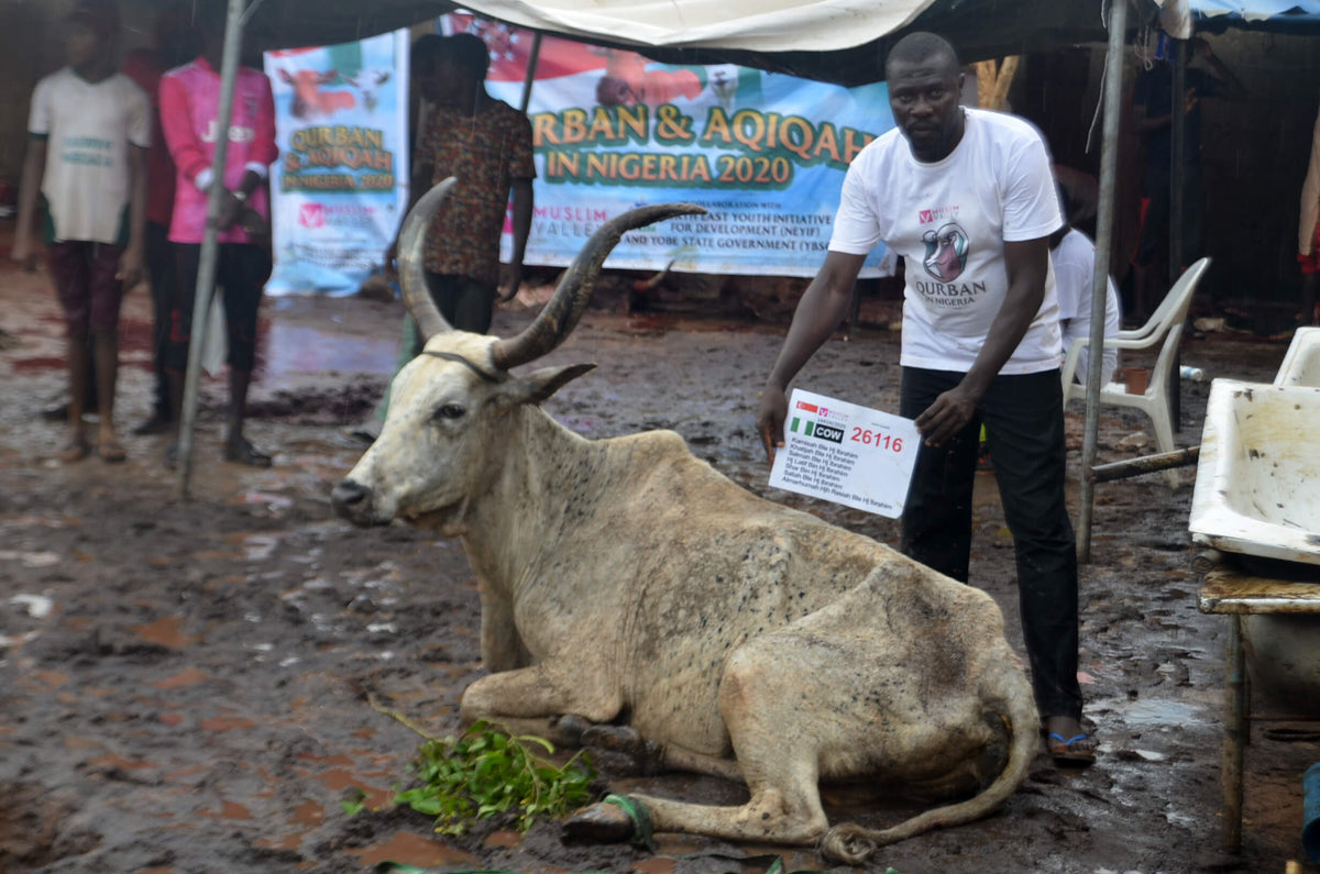 Qurban in Nigeria - Cow