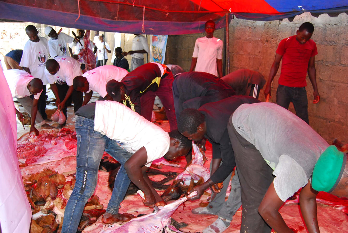 Qurban in Nigeria - Cow