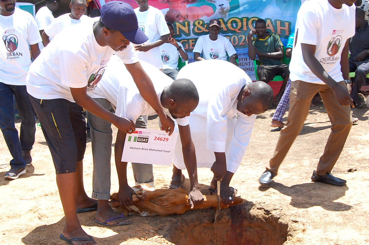 ナイジェリアのアキカ - ヤギ