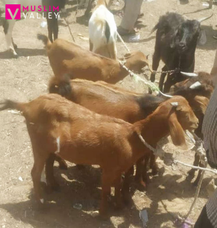 ナイジェリアのナザール - ヤギ